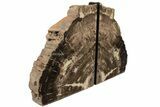 10.1" Tall, Triassic Age, Petrified Wood Bookends - Arizona - #199163-1